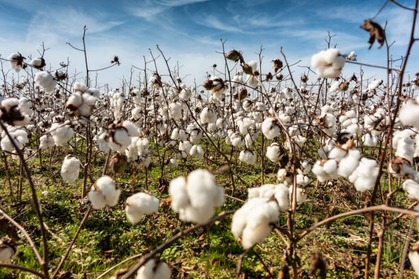 istock Cotton field crops close up ready to be picked for harvest 2141053488