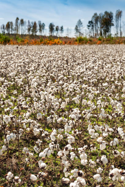 Farm field of white soft cotton crop plants ready for harvest