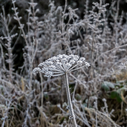 Ethereal nature background with plants dusted in frost in winter
