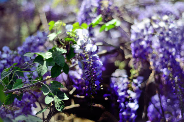 Wisteria plant