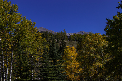 Fall colours in Canmore, MD of Big Horn, Alberta Canada