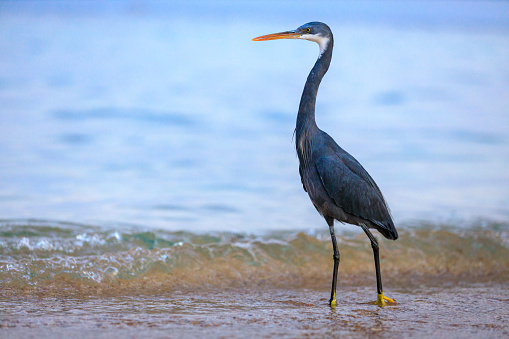 Black-headed heron wading through the sea water at the beach.