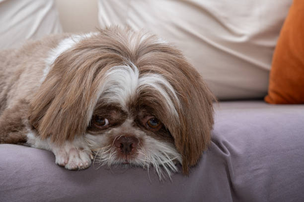 istock Shih tzu freshly groomed and facing the camera, resting on a lazy day 2141068738