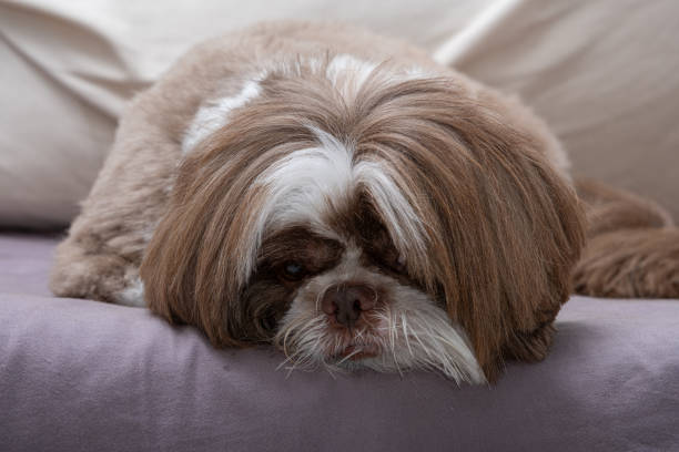 istock Shih tzu freshly groomed and facing the camera, resting on a lazy day 2141068763
