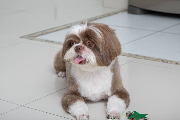 istock Shih tzu freshly groomed and facing the camera, resting on a lazy day 2141068764