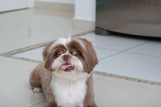 Shih tzu freshly groomed and facing the camera, resting on the sofa and the floor.