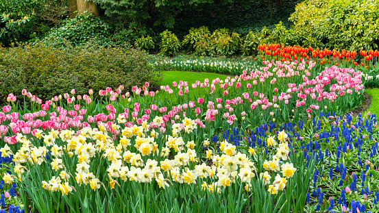 Hyacinths, daffodils and tulips in the garden in spring on a sunny day. Beautiful flower bed with bulbous plants. An abundance of flowers in Keukenhof Park. Landscaping ideas for park gardens.