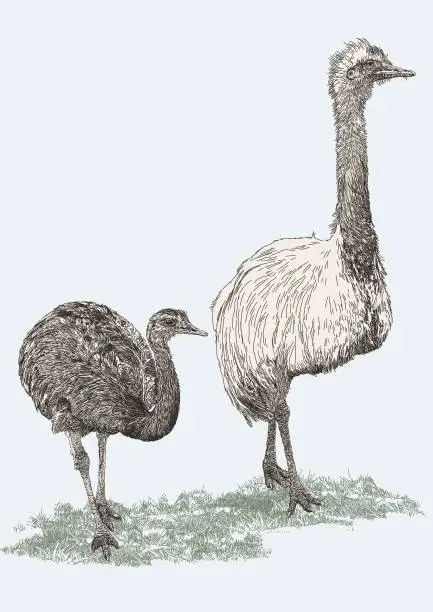 Vector illustration of Greater Rhea Emu Ostrich