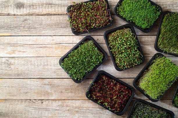 istock Mix of Microgreens in container 2141080919