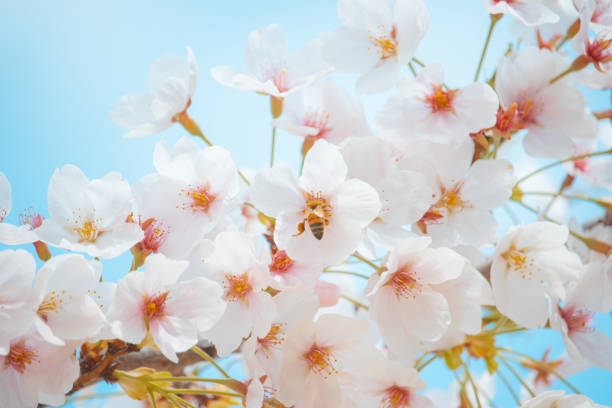 Beautiful cherry blossoms in full bloom with a busy honeybee collecting nectar and pollen.