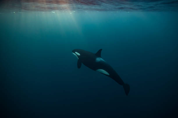 Orca (killer whale) swimming and looking up towards a flash of sunlight in the dark blue waters near Tromso, Norway. Orca (killer whale) swimming and looking up towards a flash of sunlight in the dark blue waters near Tromso, Norway. orca underwater stock pictures, royalty-free photos & images