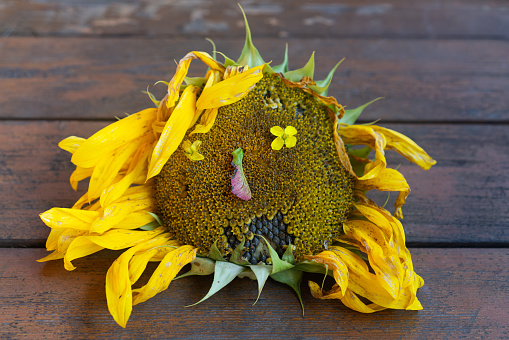 composite portrait from sunflower