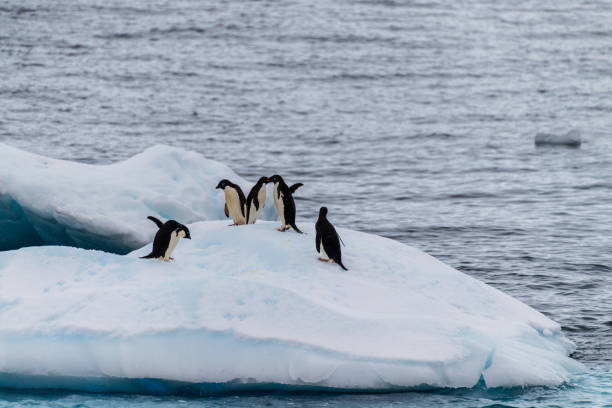 istock Adelie Penguins in Antarctica 2141104946