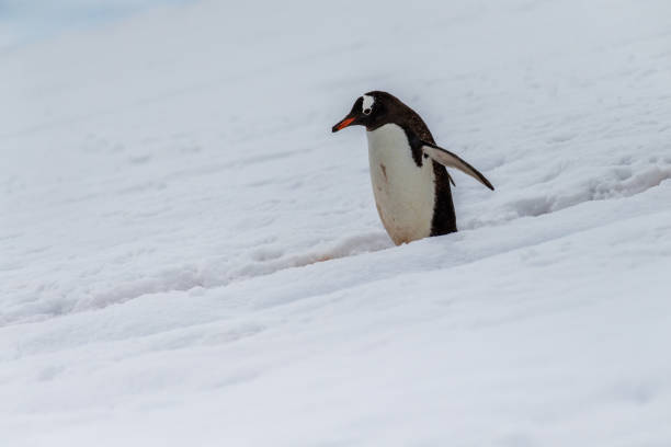 istock Gentoo colony at Danco Island 2141104965