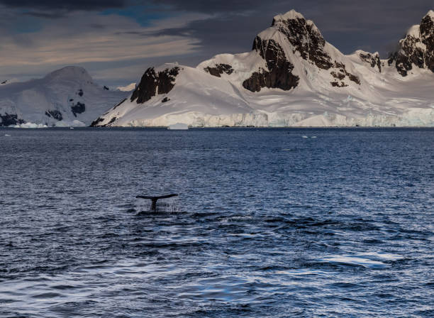 istock Antarctic landscape with diving humpback whales 2141105534