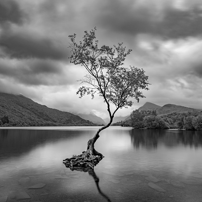 The Lone Tree, Llanberis, Snowdonia. Black and White. the water is very calm, with clouds moving across the sky.