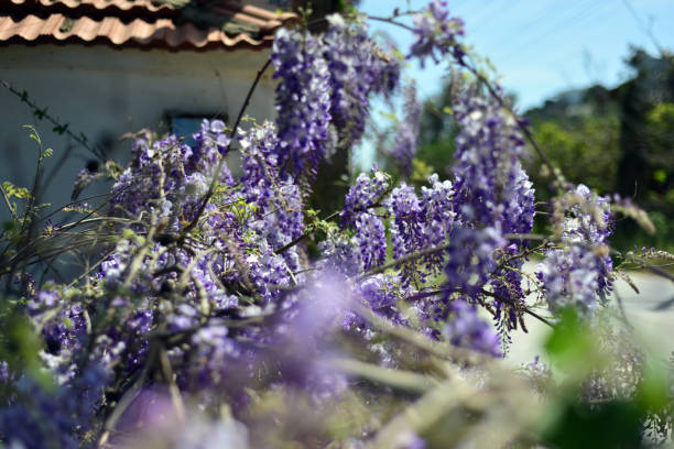 Wisteria plant and window