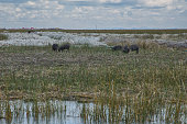 Visit the Urus tribe on the islands on Lake Titicaca. Pigs kept as pets by the Urus on the Reed Islands.