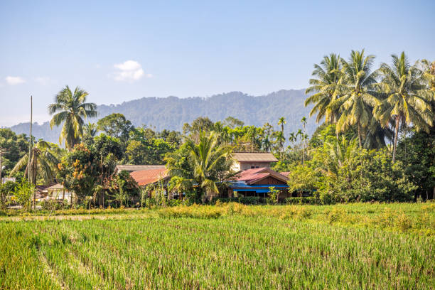 Bukit Lawang, Sumatra, Indonesia - January 21th 2024:  Farmhouse surrounded by coconut palm trees and with a rice field in front