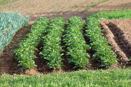 Four rows of Potato plants with thick dark green leathery leaves growing in local field next to Green onions or Scallions vegetable plants surrounded with dry soil and grass on warm sunny spring day