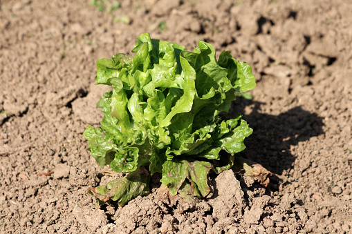 Fresh organic homegrown densely layered Lettuce or Lactuca sativa annual plant with thick leathery light green leaves growing in local urban family home garden surrounded with dry soil on warm sunny spring day