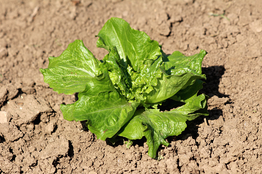 Single organic fresh layered light green Lettuce or Lactuca sativa annual plant with thick leathery leaves growing in local urban family home garden surrounded with dry soil on warm sunny spring day
