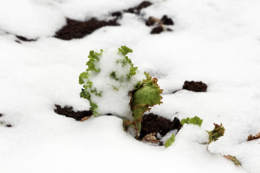 Snow covered homegrown organic layered Lettuce or Lactuca sativa annual plant with thick leathery light green leaves growing in local urban family home garden surrounded with wet soil on cold snowy spring day