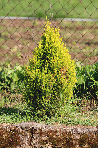 Young Cypress or Cupressus evergreen tree with light green scale like leaves growing in a form of small shrub in local urban family house backyard in front of wire fence and next to concrete steps surrounded with uncut grass and other garden plants on warm sunny spring day