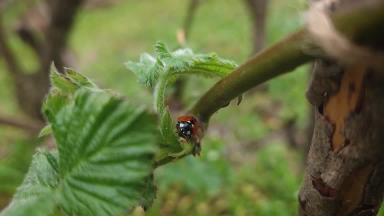 Closeup ladybug on blackberry leaves eating from the green bud