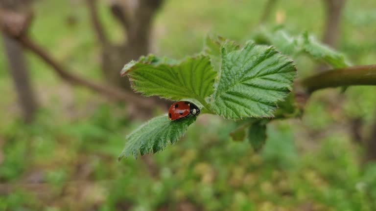 Closeup ladybug on blackberry leaf swaying in the spring wind