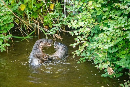 A male and female otter during mating on the Water of Leith, in Edinburgh.  After some playful activity,  the process can quickly change and lead to aggressive behaviour.