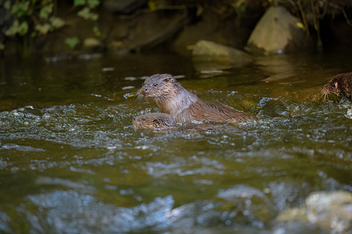 A female otter with her young cub, make their way along the Water of Leith in Edinburgh.