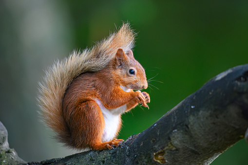 Red squirrel eating on a branch