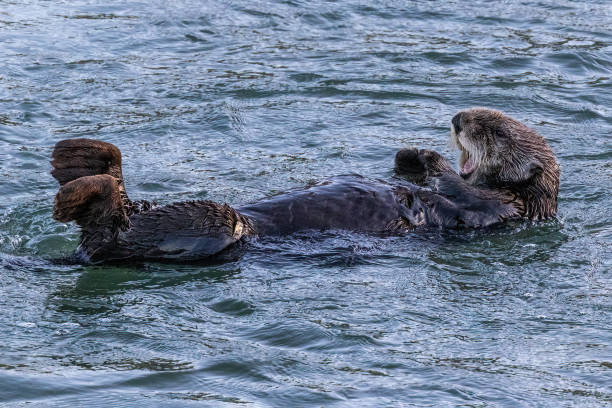 istock Closeup, sea otter floating in ocean. 2141168870