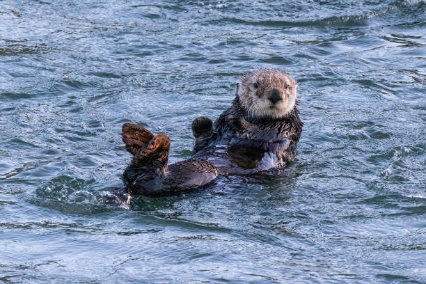 istock Closeup, sea otter floating in ocean. 2141168871