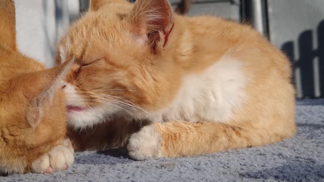 Cute and funny orange kitten laying and resting together, licking as cleans the fur. Ginger brothers cats standing cozy outdoors in the sun