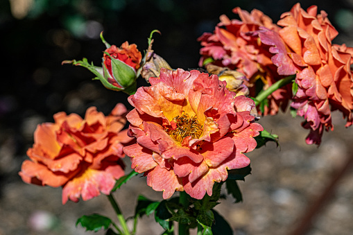 Close-up of open rose blossom with pastel shades of orange, pink, and yellow surrounded by rosebuds. Morning light, summer.