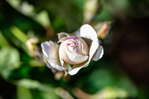Looking down on a pale pink rose that is starting to unfurl