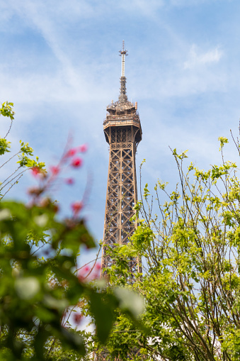 The peak of the tower Tour Eiffel seen near some plants