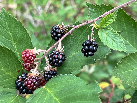 Bunch of ripe and unripe blackberries on the bush with selective focus