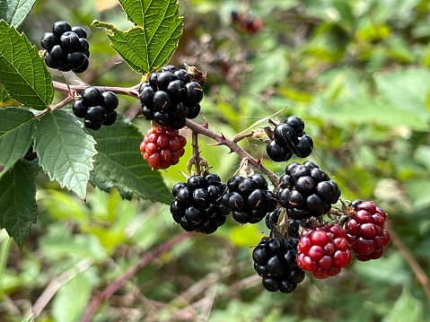Horizontal closeup photo of green leaves and red and black berries on a Blackberry bush growing uncultivated in the forest in late Summer. Soft focus background.