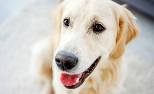 istock Nice muzzle of golden retriever 2141181537