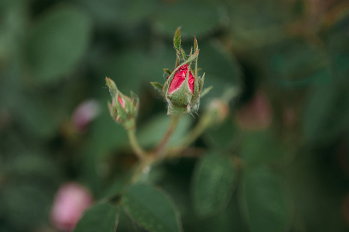 An unopened bud of a bush rose on a background of green grass