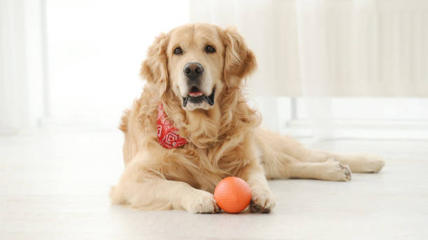 istock Golden retriever dog playing 2141181561