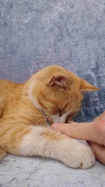 Owner petting his orange cat. Master plays with his funny furry friend as caresses his pet