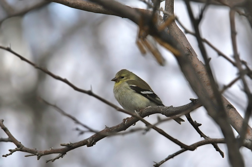 American Goldfinch (nonbreeding) (spinus tristis) perched in a leafless tree
