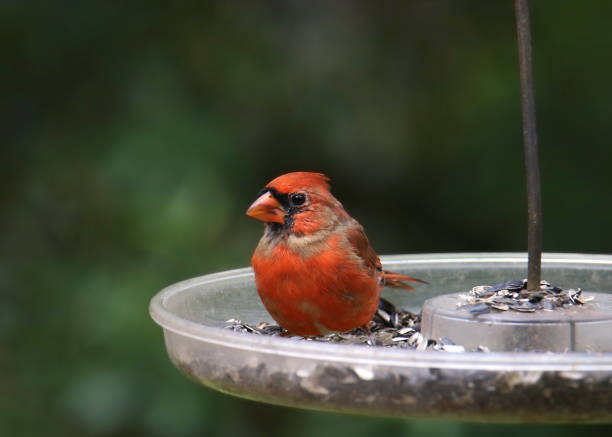 istock Northern Cardinal (male) (cardinalis cardinalis) perched in a bird feeder 2141197948