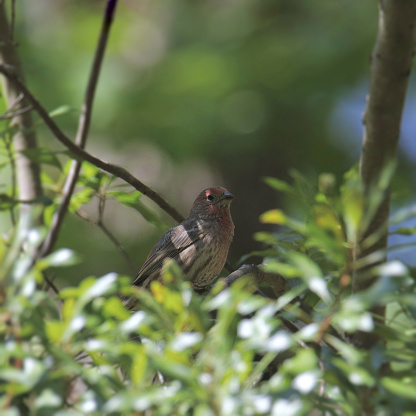 House Finch (male) (haemorhous mexicanus) perched in a bush