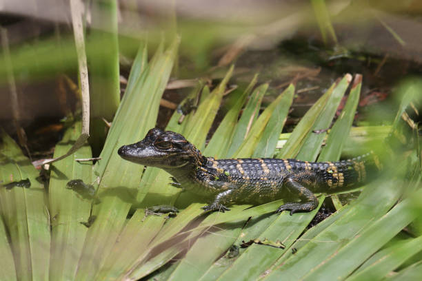 A young alligator swims in the murky waters of the Florida Everglades.