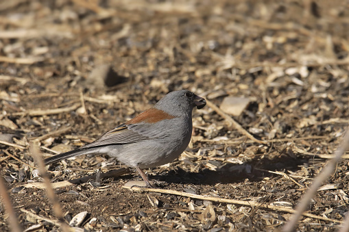 Dark-eyed Junco (Gray-headed) (junco hyemalis) foraging on the ground